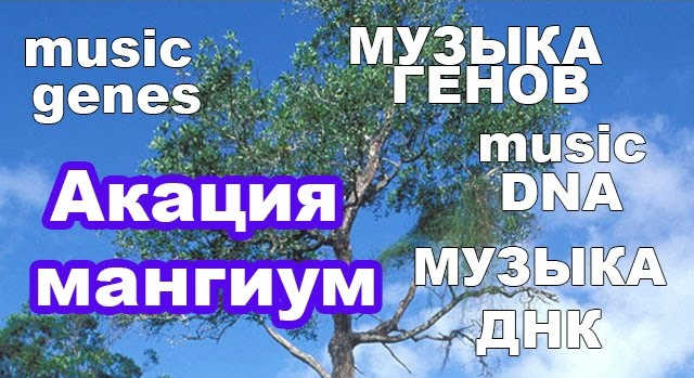 Музыка ДНК: как звучит белок cinnamate 4-hydroxylase акации мангиум - мелодия лигниновых путей