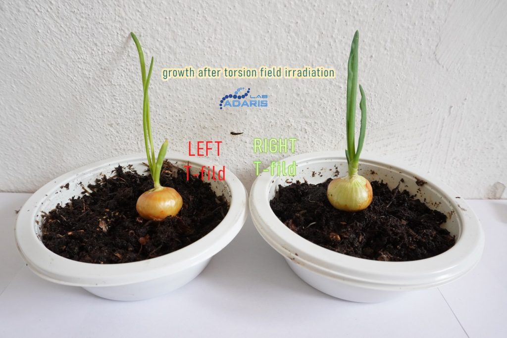 Сравнительный эксперимент по воздействию правого и левого торсионных полей генератора Акимова на рост растений