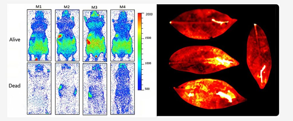 Живые организмы действительно излучают свет: что показало исследование 2025 года
