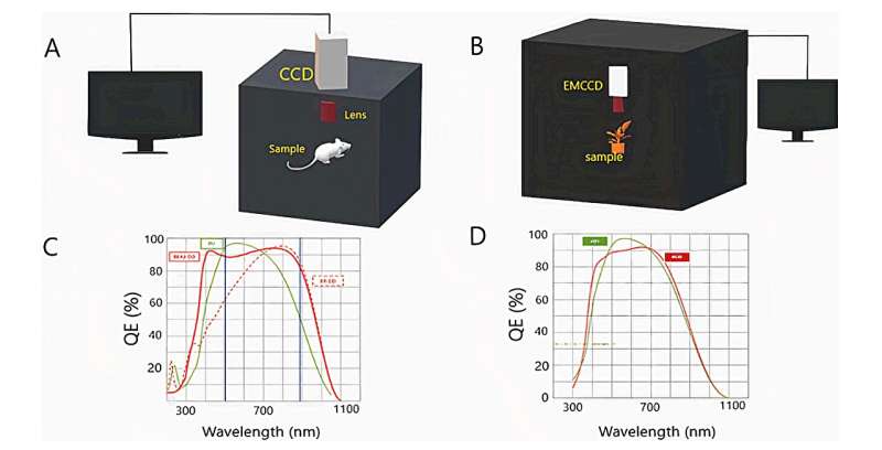 Живые организмы действительно излучают свет: что показало исследование 2025 года