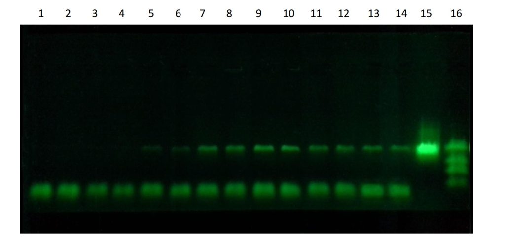 PCR Amplification of a Synthetic DNA Fragment Using MBER Spectra: A Quantum Genetic Experiment 4 PCR Amplification of a Synthetic DNA Fragment Using MBER Spectra: A Quantum Genetic Experiment 3