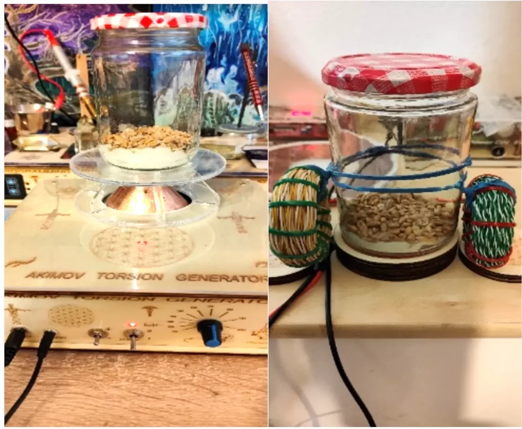 Experiments with Akimov's torsion generator and sprouts grain 13