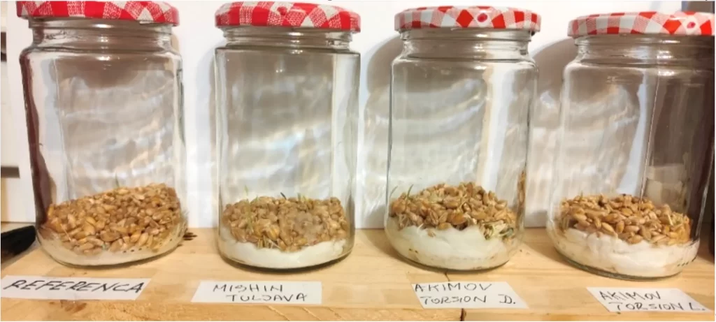 Experiments with Akimov's torsion generator and sprouts grain 15