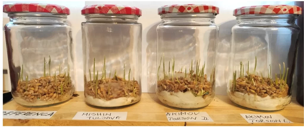 Experiments with Akimov's torsion generator and sprouts grain 19