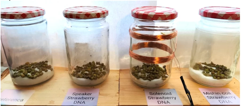 Quantum Biology Experiment Impact MBER Spectrum On Growth Pea Seeds 3