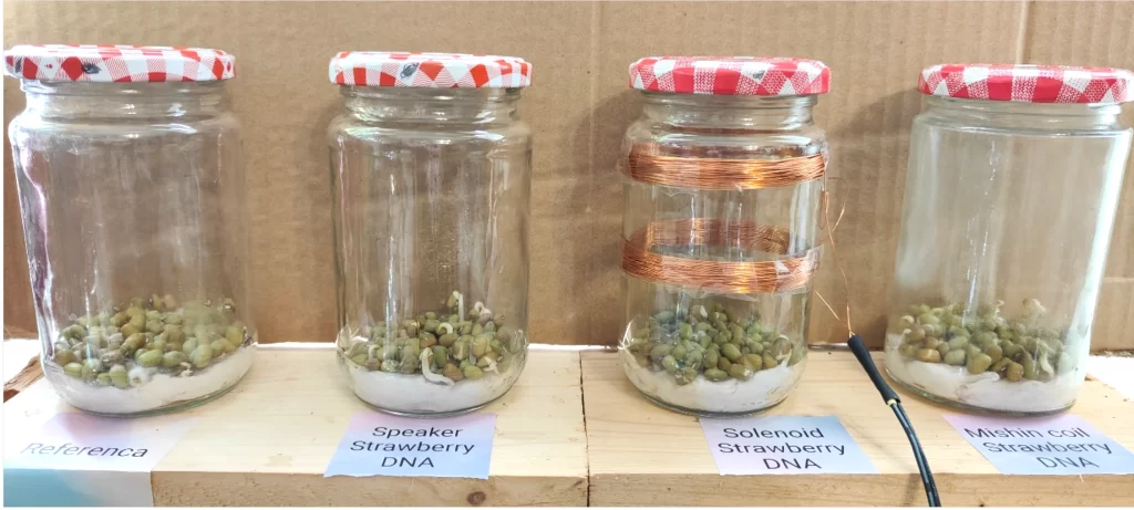 Quantum Biology Experiment Impact MBER Spectrum On Growth Pea Seeds 5