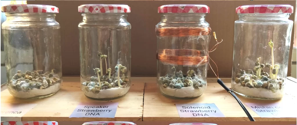 Quantum Biology Experiment Impact MBER Spectrum On Growth Pea Seeds 9