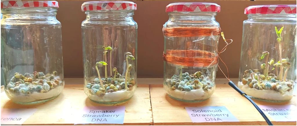 Quantum Biology Experiment Impact MBER Spectrum On Growth Pea Seeds 11