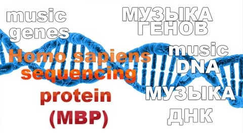 Genome Music: How the Translation of MBP Transcript Variant 8 Sounds 3