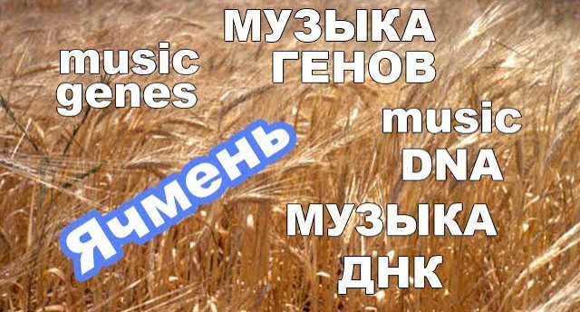 Genome Music - Barley Hordeum vulgare, Cultivar OWB-D (R Gene) 11