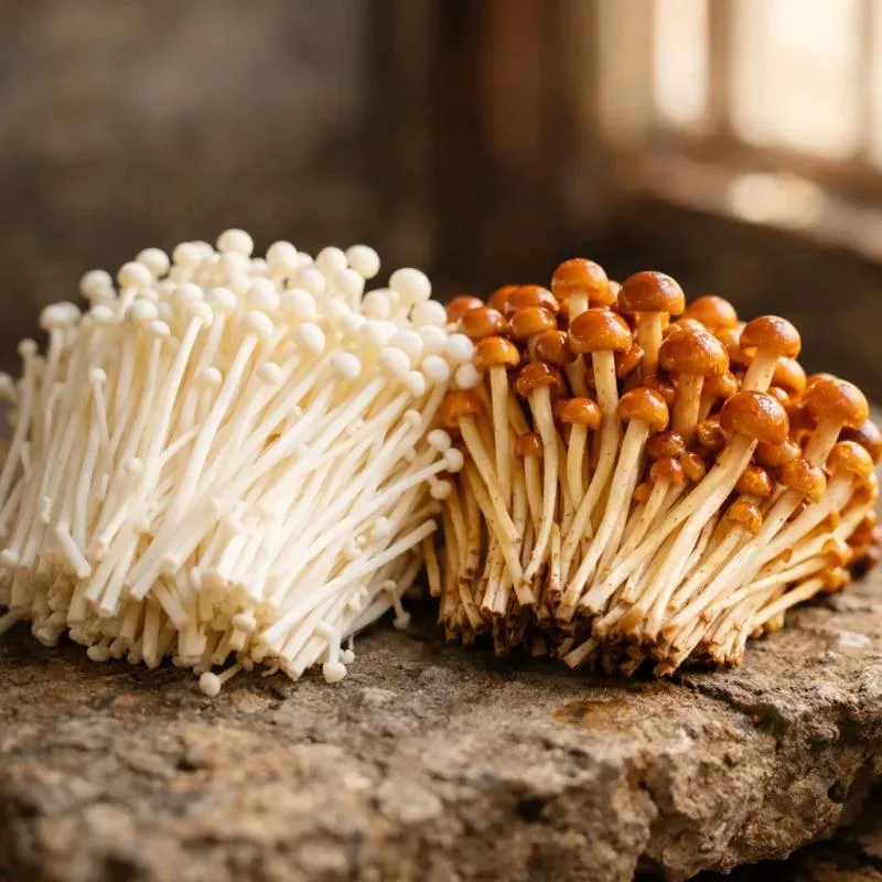 ENOKI MUSHROOM EXTRACT JUST CRUSHED CANCER TUMOR GROWTH BY 99.8% — AND YES, THIS IS REAL SCIENCE 1